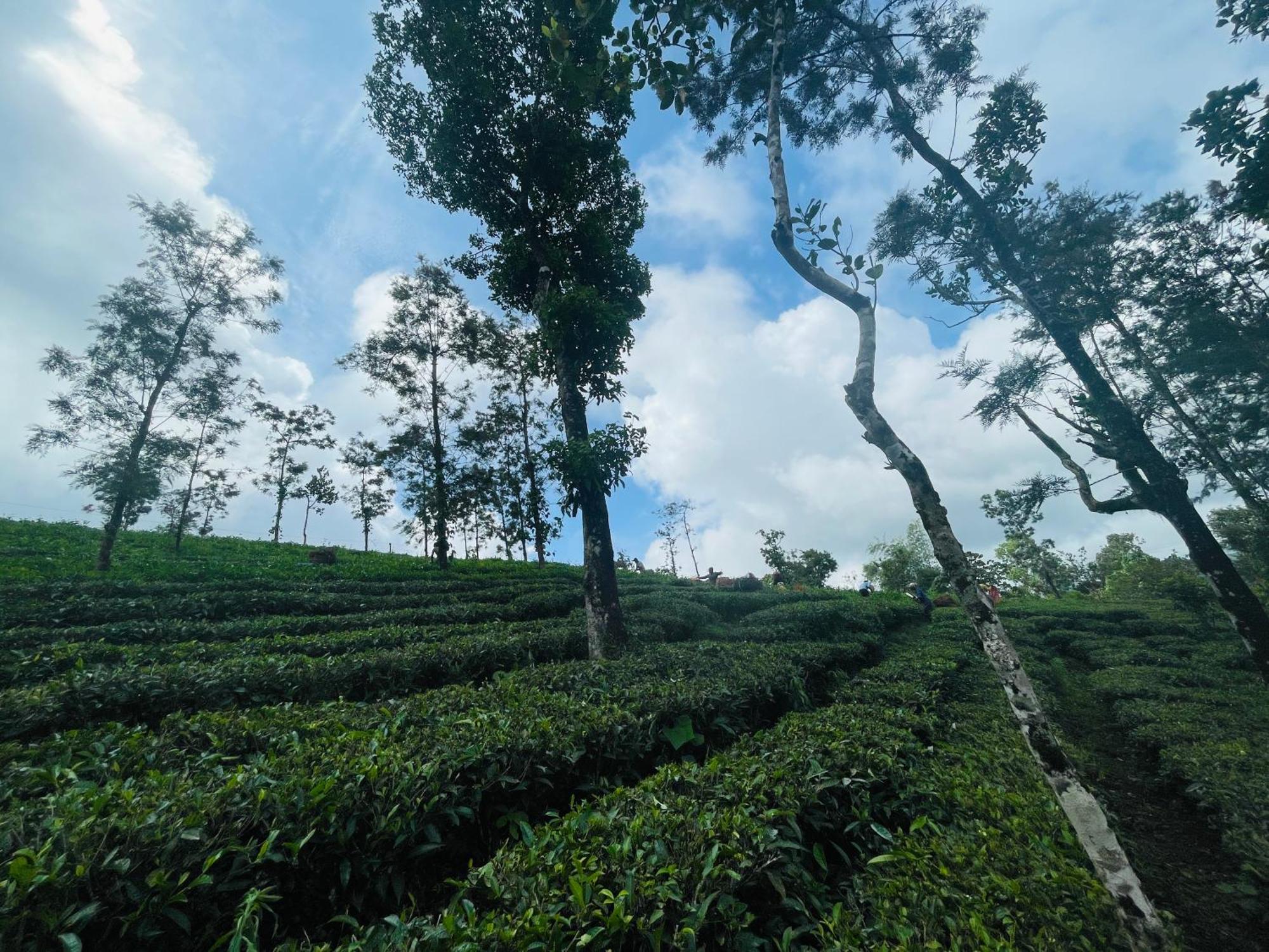 Best Mist Idukki Kültér fotó